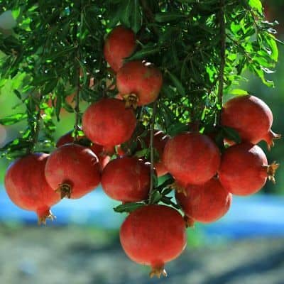 foto frutti dell'albero Melograno-Ako-Acco