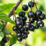 Ribes nero TITANIA Dalmonte Anticopomario piante da frutto online Cassis