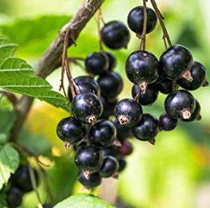 foto frutti della pianta Ribes nero TITANIA