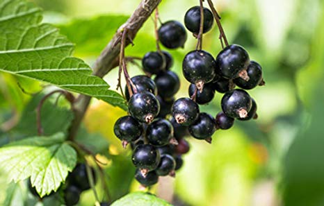 foto frutti della pianta Ribes nero TITANIA