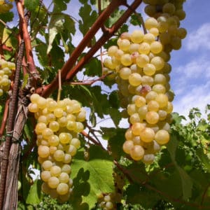 foto dei frutti delle barbatelle di vite Ruggine