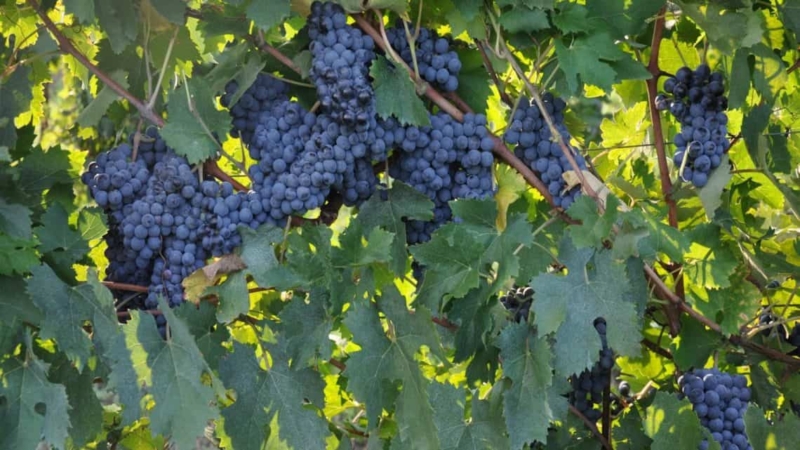 foto dei frutti delle barbatelle di vite Sangiovese campo