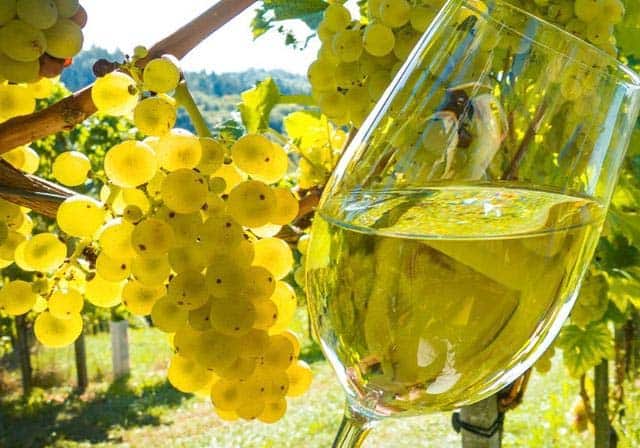 foto dei frutti delle barbatelle di vite Sauvignon Blanc