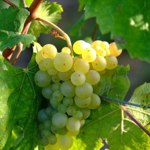 foto dei frutti delle barbatelle di vite Sauvignon Blanc Uva da vino