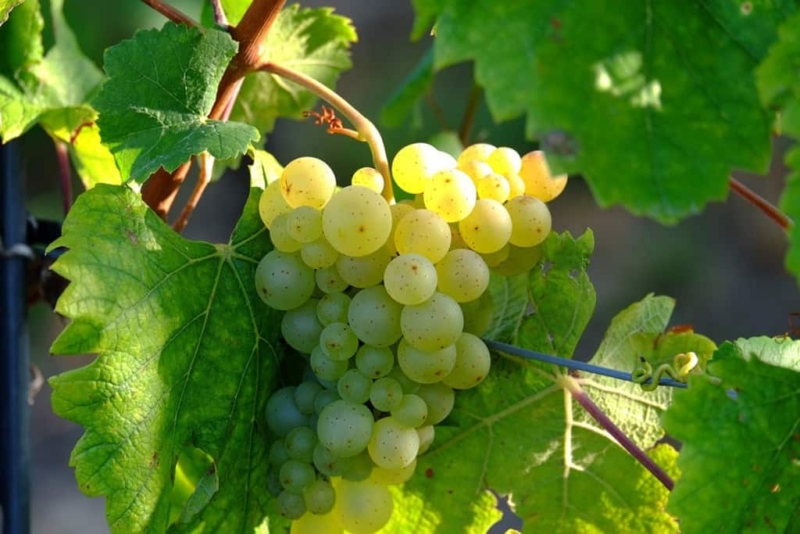 foto dei frutti delle barbatelle di vite Sauvignon Blanc Uva da vino