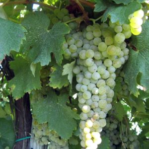 foto dei frutti delle barbatelle di vite da vino bianco Trebbiano Modenese