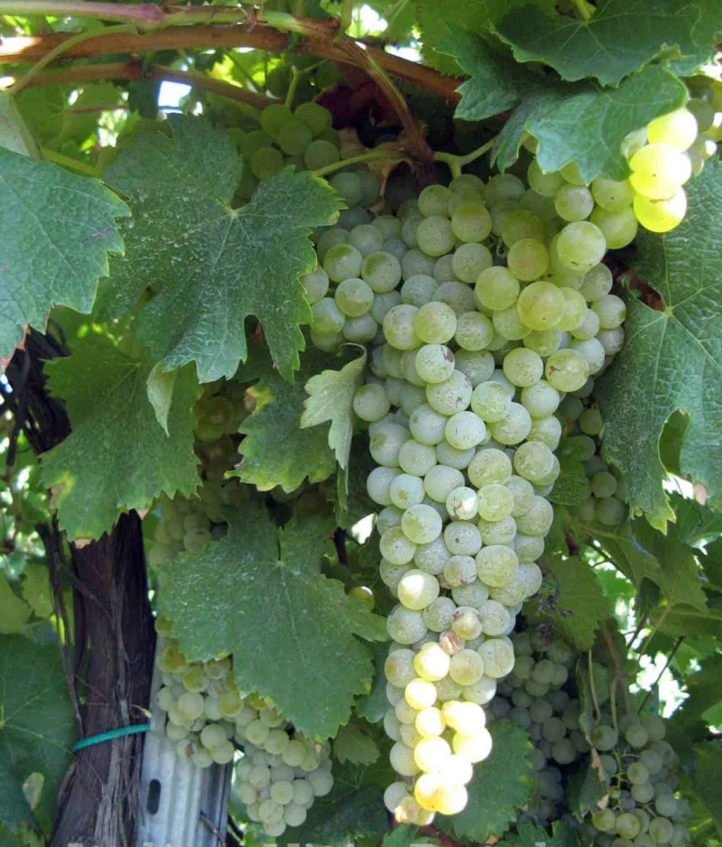 foto dei frutti delle barbatelle di vite da vino bianco Trebbiano Modenese