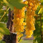 Trebbiano Romagnolo Uva da vino rossa Barbatelle AnticoPomario Dalmonte vivai viti