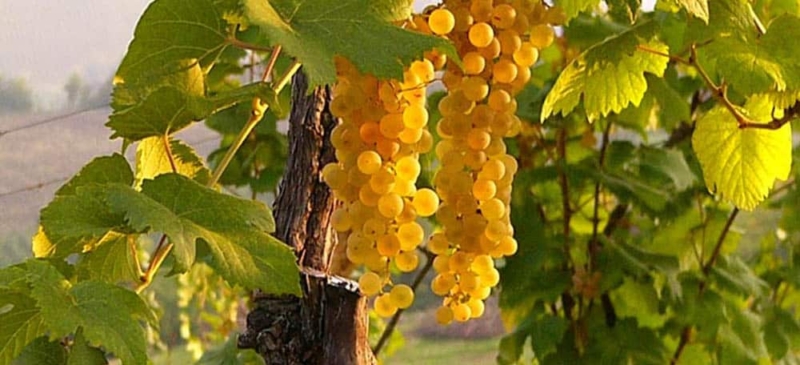 foto dei frutti delle barbatelle di vite da vino bianco Trebbiano Romagnolo