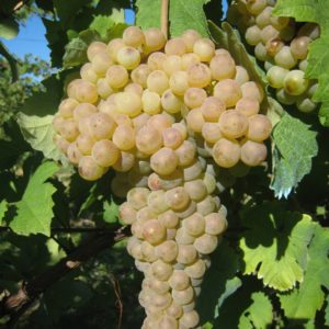 foto dei frutti delle barbatelle di vite da vino bianco Trebbiano Romagnolo Grape Uva