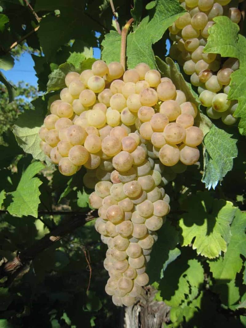 foto dei frutti delle barbatelle di vite da vino bianco Trebbiano Romagnolo Grape Uva