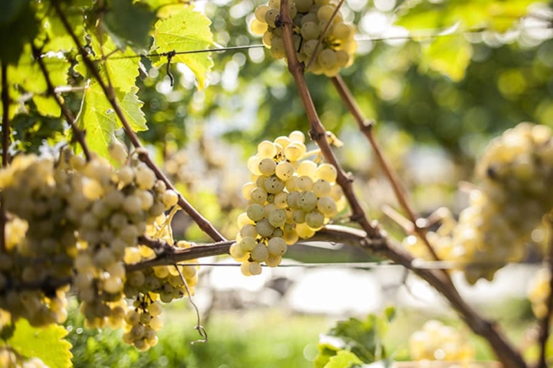 foto dei frutti delle barbatelle di vite Pinot-Bianco