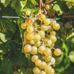Uva Ruggine, Uva da vino rossa Barbatelle AnticoPomario Dalmonte vivai viti