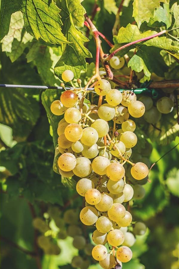 Uva Ruggine, Uva da vino rossa Barbatelle AnticoPomario Dalmonte vivai viti foto dei frutti delle barbatelle di vite Uva Ruggine