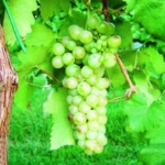 Lanzesa Uva da vino rossa Barbatelle AnticoPomario Dalmonte vivai viti