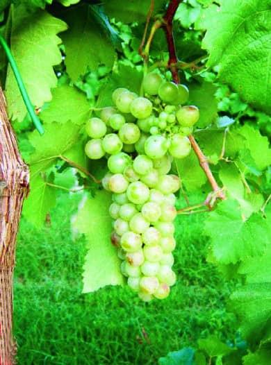 Lanzesa Uva da vino rossa Barbatelle AnticoPomario Dalmonte vivai viti foto dei frutti delle barbatelle di vite Lanzesa