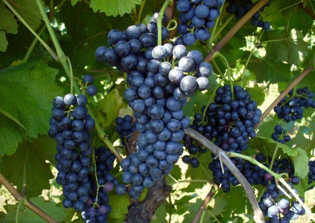 foto dei frutti delle barbatelle di vite Lambrusco marani