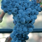 Uva da vino rossa Barbatelle Merlese AnticoPomario Dalmonte vivai viti