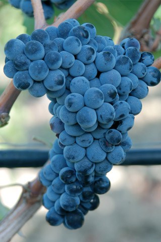 Uva da vino rossa Barbatelle Merlese AnticoPomario Dalmonte vivai viti foto dei grappoli d'uva Merlese