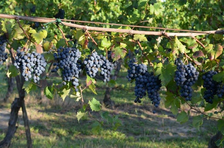 foto dei frutti delle barbatelle di vite Uva longanesi