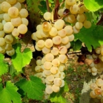 Vernaccia_Uva da vino Barbatelle AnticoPomario Dalmonte vivai viti