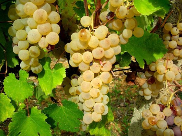 Vernaccia_Uva da vino Barbatelle AnticoPomario Dalmonte vivai viti foto dei frutti delle barbatelle Vernaccina