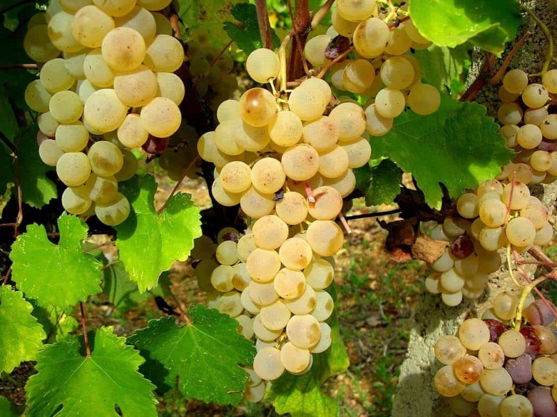 Vernaccia_Uva da vino Barbatelle AnticoPomario Dalmonte vivai viti foto dei frutti delle barbatelle Vernaccina