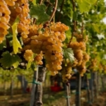 Vernaccina di-San-Gimignano Uva da vino rossa Barbatelle AnticoPomario Dalmonte vivai viti