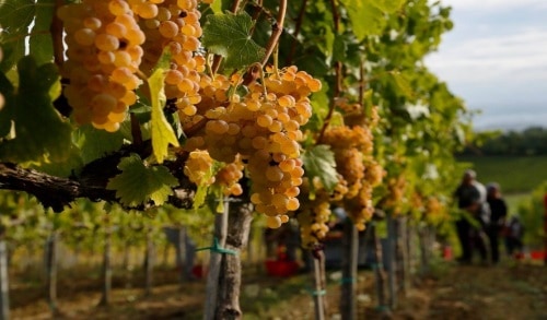 foto dei frutti delle barbatelle di vite Vernaccina di-San-Gimignano