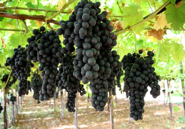 foto dei grappoli d'uva MICHELE PALIERI