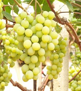 foto dei grappoli d'uva Uva da tavola bianca 2