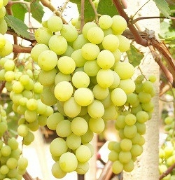 aphrodite Uva da tavola bianca Barbatelle AnticoPomario Dalmonte vivai viti foto dei grappoli d'uva Uva da tavola bianca 2