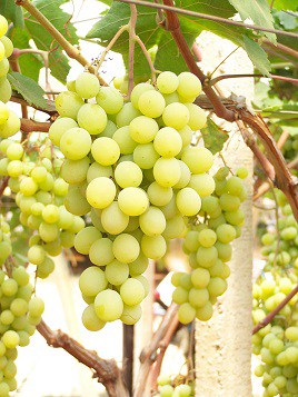 aphrodite Uva da tavola bianca Barbatelle AnticoPomario Dalmonte vivai viti foto dei grappoli d'uva Uva da tavola bianca 2