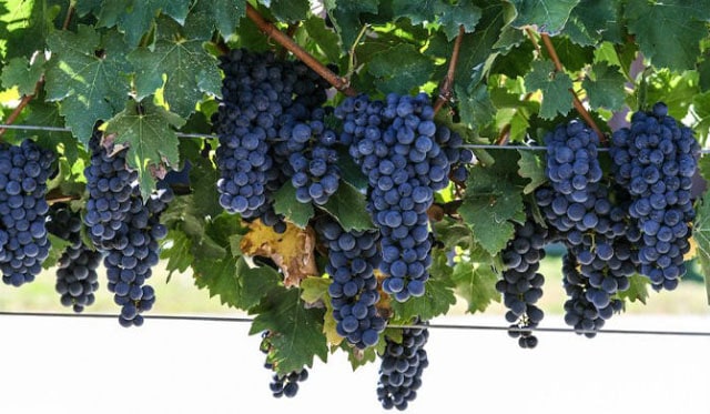 foto dei grappoli d'uva di cabernet-sauvignon