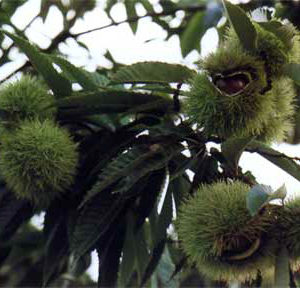 castagno marrone di marradi piante di castagne online