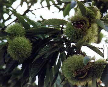 castagno marrone di marradi piante di castagne online