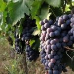 ciliegiolo-Uva da vino rossa Barbatelle AnticoPomario Dalmonte vivai viti
