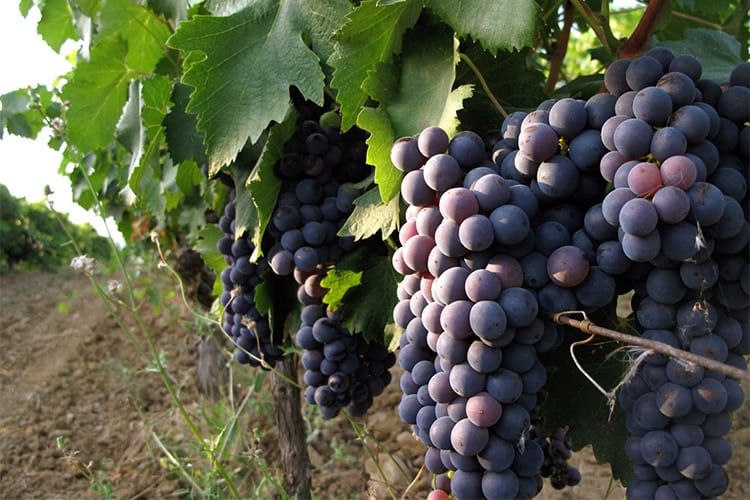 foto dei grappoli d'uva ciliegiolo