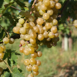 foto dei frutti delle barbatelle di vite rappolo-malvasia Uva da vino