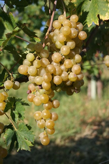 foto dei frutti delle barbatelle di vite rappolo-malvasia Uva da vino