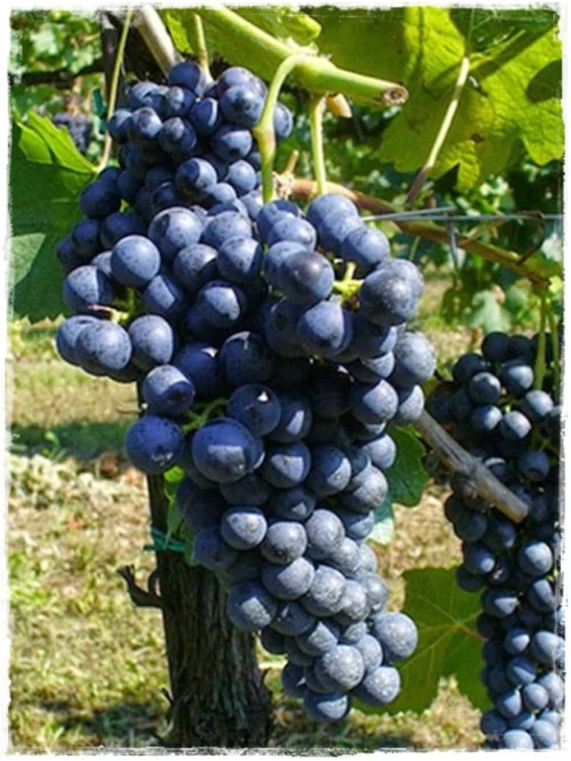 foto dei frutti delle barbatelle di vite lambrusco-marani