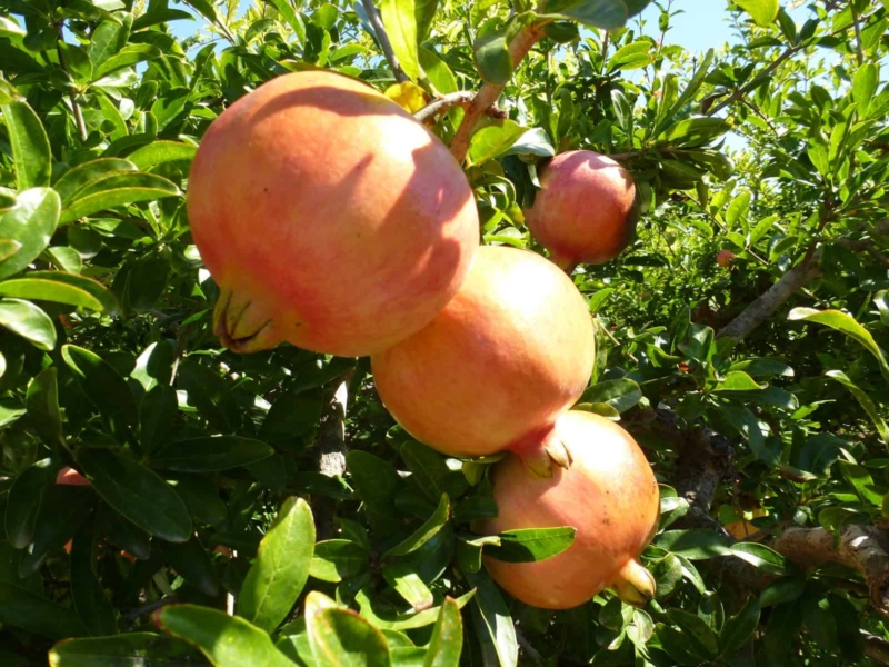 foto frutti dell'albero melagrana-mollar-di-elche-