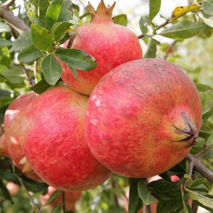 foto frutti dell'albero melagrano-mollar-di-elche