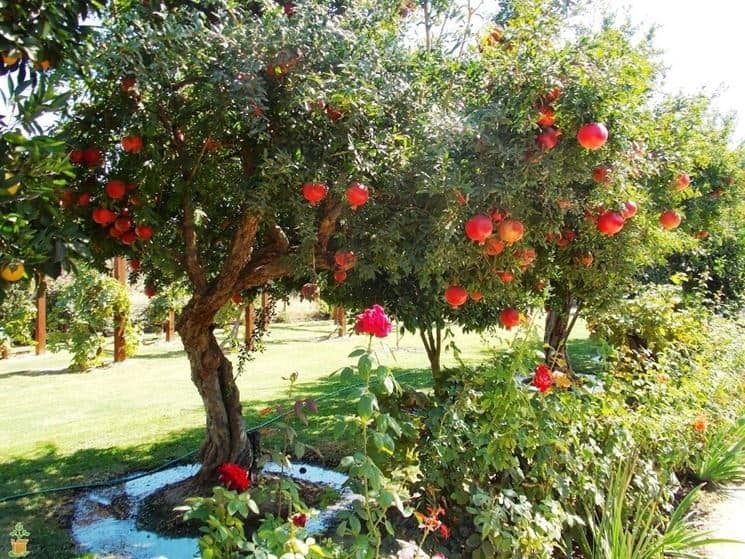 foto frutti dell'albero melograno_Dalmonte