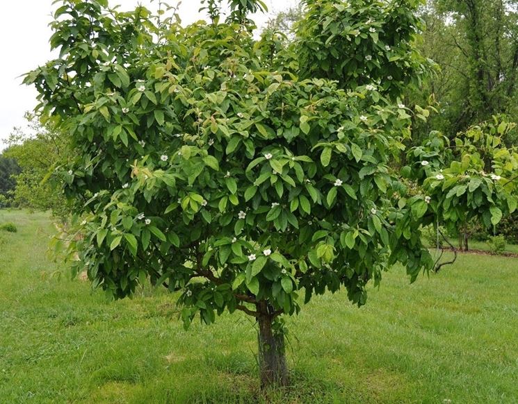 Foto albero di nespolo con piccoli fiori bianchi