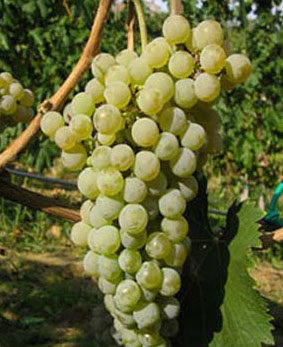 vite bianca ortrugo foto dei frutti della vite bianca ortrugo