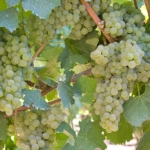 ortrugo Uva da vino Barbatelle AnticoPomario Dalmonte vivai viti