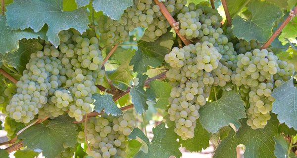 foto dei frutti della viteda vino bianca ortrugo