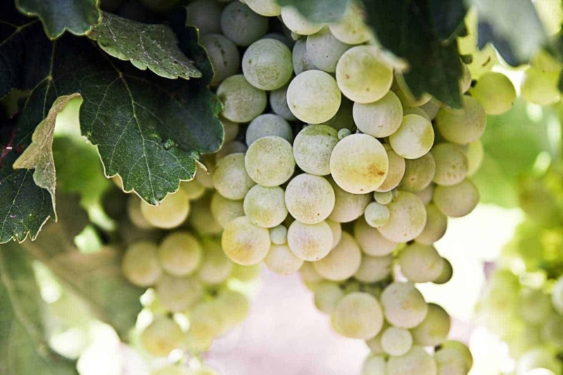 foto dei frutti delle barbatelle di vite pignoletto Uva