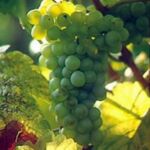 foto dei frutti delle barbatelle di vite pinot-bianco